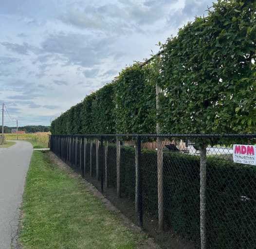 Onderhouden haag langs een landelijke weg