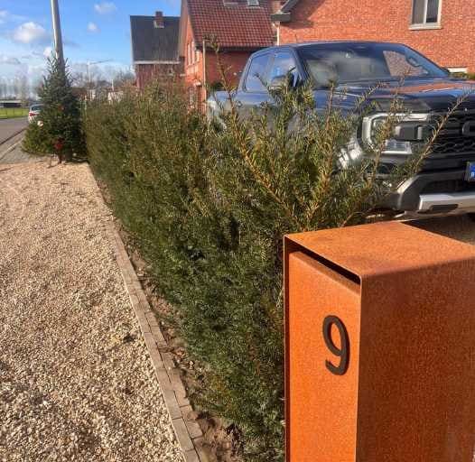 Pas aangeplante haag langs een oprit