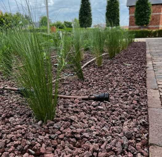 Nieuw aangeplante siergrassen in een border