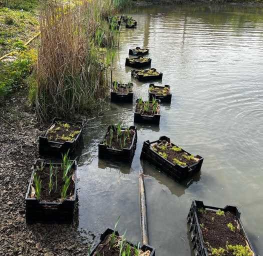 Aanplant van waterplanten langs een vijver