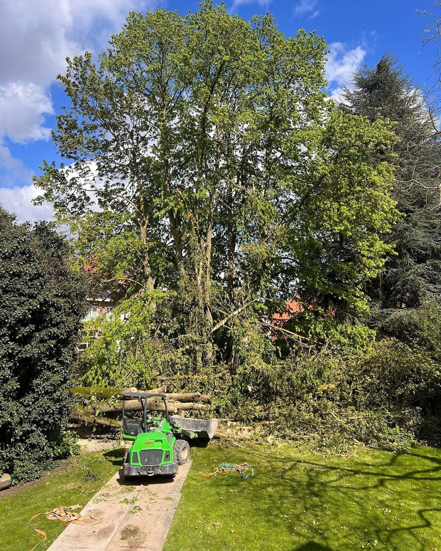 Omgewaaide boom en stormschade in een tuin, opgeruimd door Mani Verdi